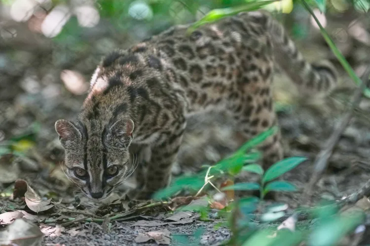Tiny wild cat newly identified as a species draws visitors in Bolivia
